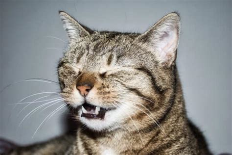 cat reverse sneezing a lot - Worst Newsletter Pictures Library