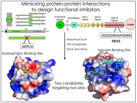 Molecules | Free Full-Text | Targeting Difficult Protein-Protein Interactions with Plain and ...