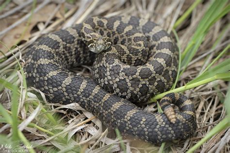 Eastern Massasauga Rattlesnake | Sistrurus catenatus A large… | Flickr