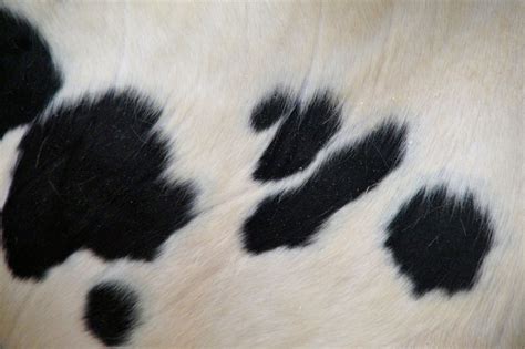 Holstein spots Free Photo Download | FreeImages