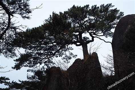 Top 8 Huangshan Pine Trees - Essence of Chinese Pine Tree