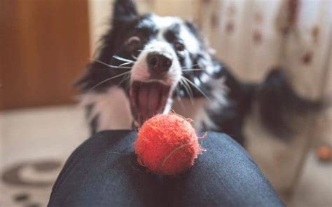 6 DIY Dog Puzzle Toys: Challenging Toys You Can Make At Home!