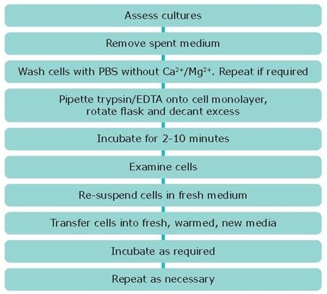 Subculture of Adherent Cell Lines