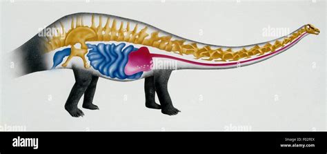 El esqueleto y los órganos internos de saurópodos (Sauropoda), tarde ...