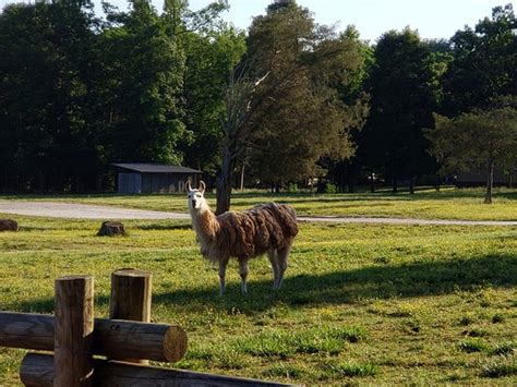 The Lazy 5 Ranch (Mooresville) - 2020 All You Need to Know BEFORE You Go (with Photos) - Tripadvisor