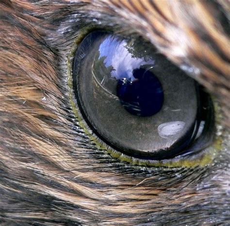 Small birds have vision twice as fast as ours they beat all vertebrates - Market Business News