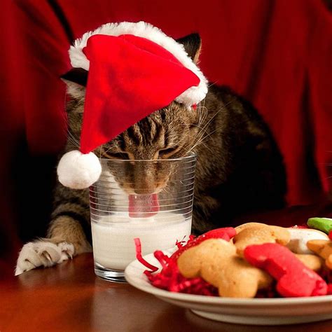 Free Christmas Wallpaper with Cats - WallpaperSafari