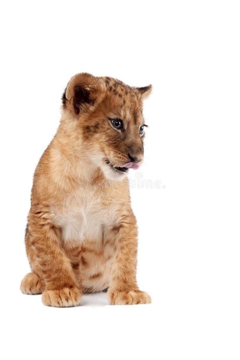 Side view of a Lion cub stock photo. Image of vertebrate - 60823482