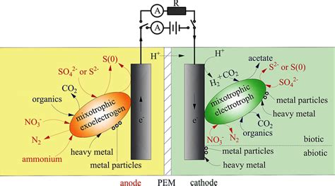 Diagram of proposed mixotrophic electrogens or electrotrophs for ...