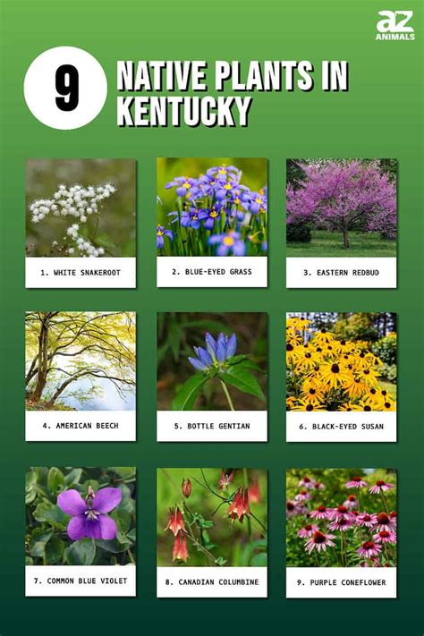 9 Native Plants in Kentucky - A-Z Animals