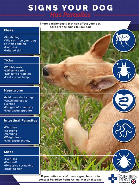 Veterinary Clinic Phoenix: Parasites and Your Dog