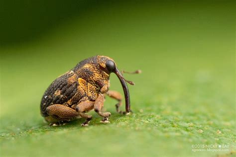 Another wonderful picture from Nicky Bay. A tiny weevil from Yucatan ...