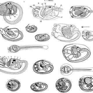 13 Neurulation. Cartoon diagram depicting the mode of neurulation in ...