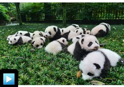 How Do Pandas giant Reproduce?