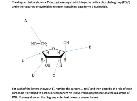 Solved The diagram below shows a 2'-deoxyribose sugar, which | Chegg.com