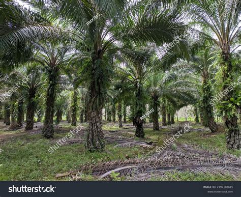 Oil Palm Plantation Owned By Residents Stock Photo 2197188615 ...