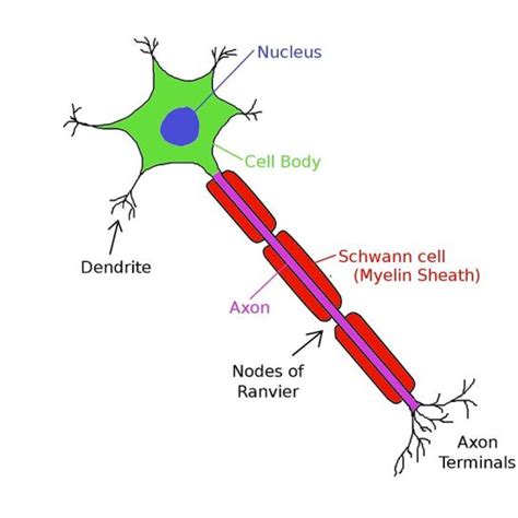 What is the Difference Between Node of Ranvier and Internodes | Compare ...