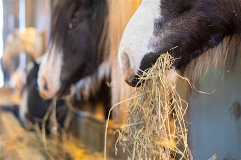 How should I feed a horse? - World Horse Welfare