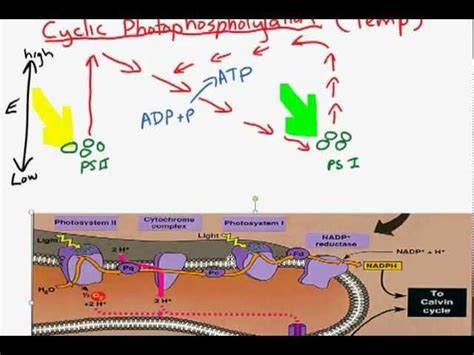 Non Cyclic Photophosphorylation Animation