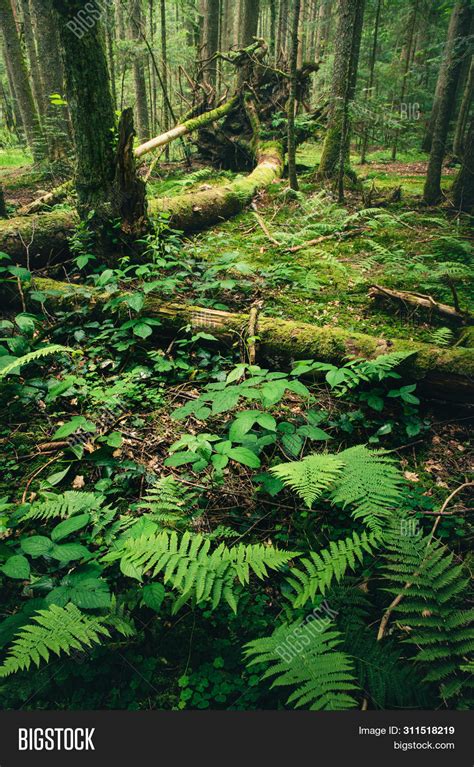 Green Forest Nature. Image & Photo (Free Trial) | Bigstock