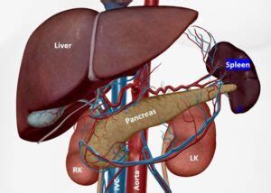 Spleen Ultrasound – How to Measure Length of the Spleen and Assess for Splenomegaly with ...