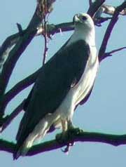 Kumpulan Foto Burung Elang | GambarBinatang.Com