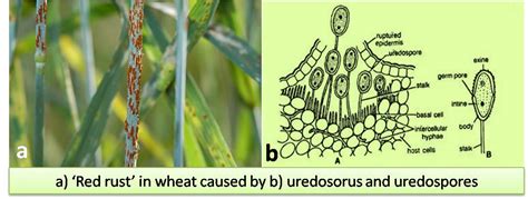 5 Stages in Life cycle of Puccinia