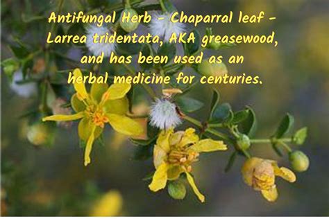 Natural Antifungal Herbs Beneficial for Fungal Rashes and Candida - GardensAll