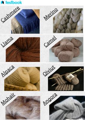 Wool Fibre: Know Its Types, Production, Properties And Uses Here!