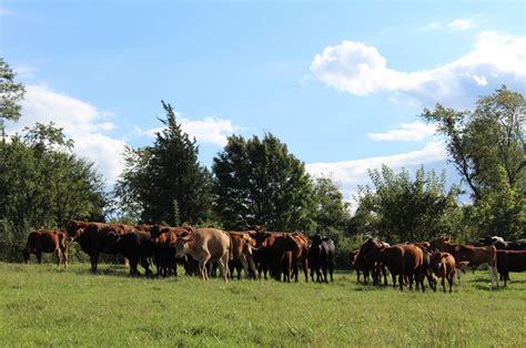 Discover the Benefits of 100% Grass-Fed Beef for Your Health and the Planet! - Triple E Farms