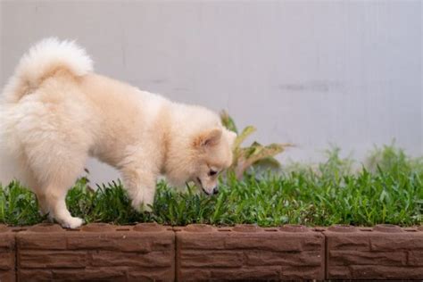 Green Dog Poop: Causes and What It Means | Great Pet Care