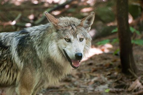 Native American Wolf Names (60+ Powerful Names with Meanings) | PetPress