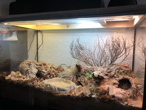 Bioactive Hognose enclosure | Hognose snake, Reptile enclosure, Snake ...