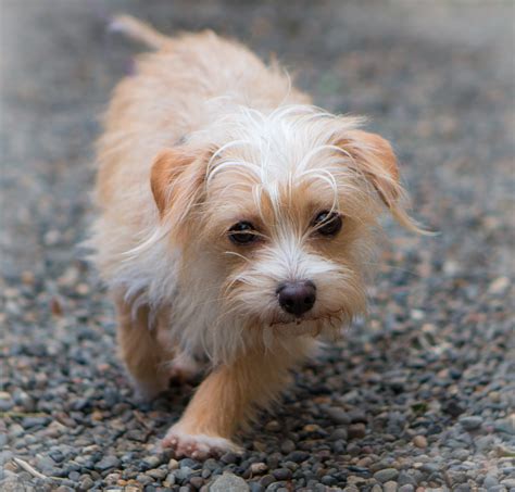 Shelter Dogs of Portland: "SAUERKRAUT" adorable terrier mix