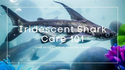 The Complete Iridescent Shark Care Guide (2020): Care, Size & Tank Mates