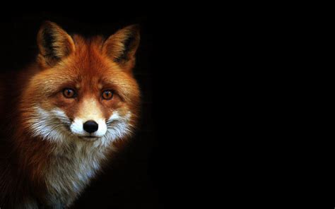 Cool Fox Wallpapers - Wallpaper Cave