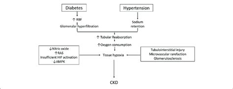 | Schematic describing pathophysiology for the development of CKD in ...