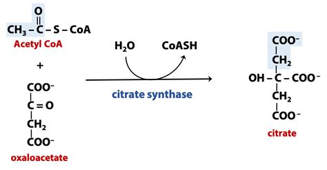 Oxaloacetate To Citrate