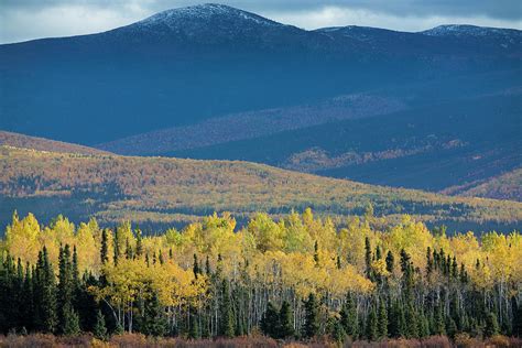 Autumnal Quaking Aspen Forest, Yukon Territories, Canada Photograph by David Noton / Naturepl ...