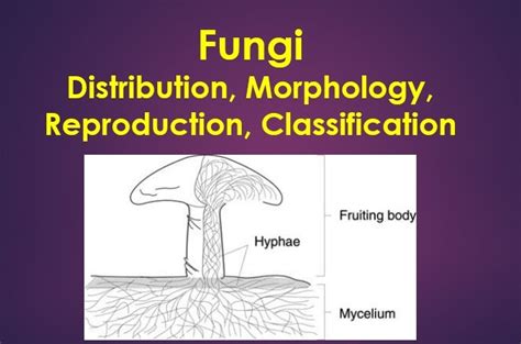 Fungi: Distribution, Morphology, Reproduction, Classification