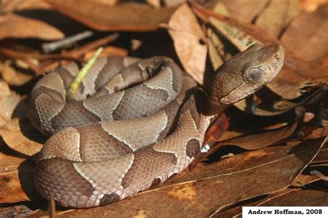 Maryland Snakes (Order Squamata)