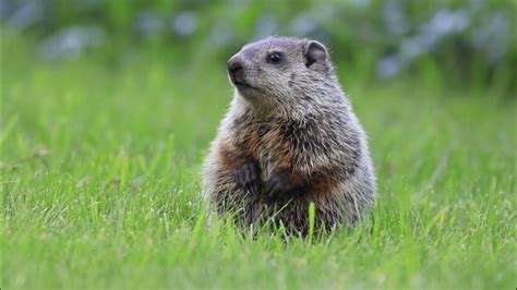 Do groundhogs get cold in the winter? | wbir.com