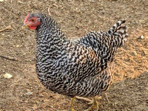 The Dominique Chicken: Everything You Need To Know About America’s Oldest Chicken Breed ...