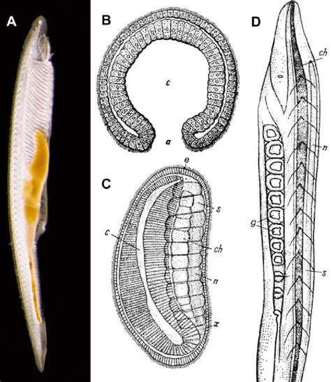 (a) Adult lancelet Branchiostoma lanceolatum. B-D. Kowalevsky's drawing... | Download Scientific ...