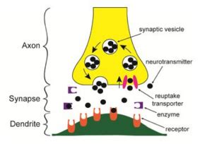 What is Neurotransmitter Reuptake and Why is It Important? | Natural Solutions