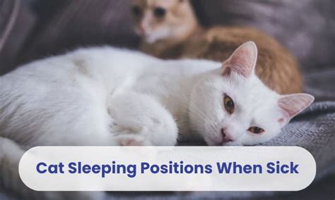 Cat Sleeping Positions When Sick & Other Signs to Observe