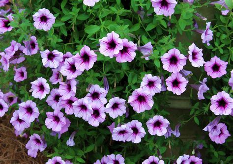 Purple Petunias Photograph by Joyce Baldassarre - Fine Art America