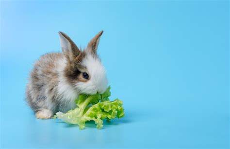 Premium Photo | Rabbit eating lettuce on blue background