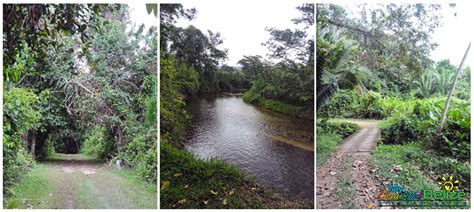 The wild wonder of Cockscomb Basin Wildlife Sanctuary and Jaguar ...