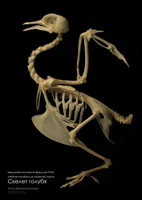 Skeleton of a pigeon by hontor on DeviantArt | Animal skeletons ...